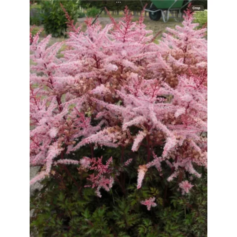 astilbe-hybrida-delft-lace Astilbe hybrida Delft Lace
