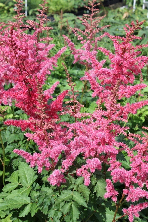 astilbe-mighty-red-quin-pp-24-797 Astilbe ‘Mighty Red Quin’ PP 24,797
