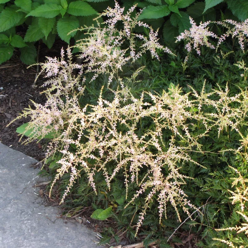 astilbe-sprite Astilbe, Sprite