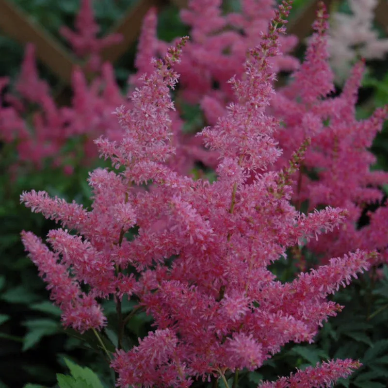 Astilbe‘Younique Lilac’