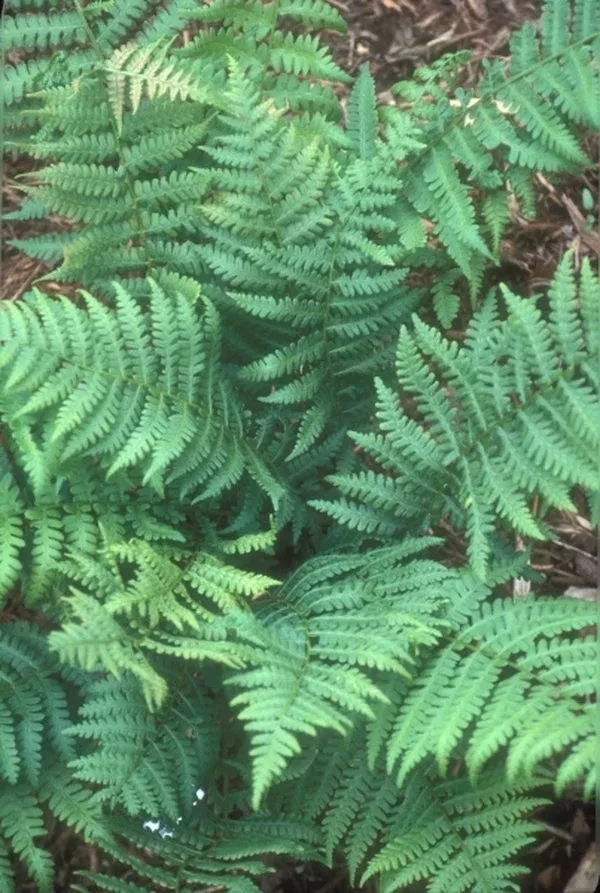 athyrium-thelypteroides Athyrium thelypteroides