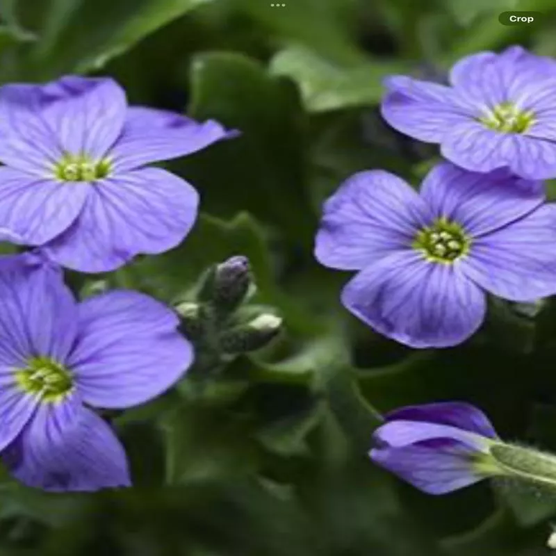 AubrietaAudrey Sky Blue