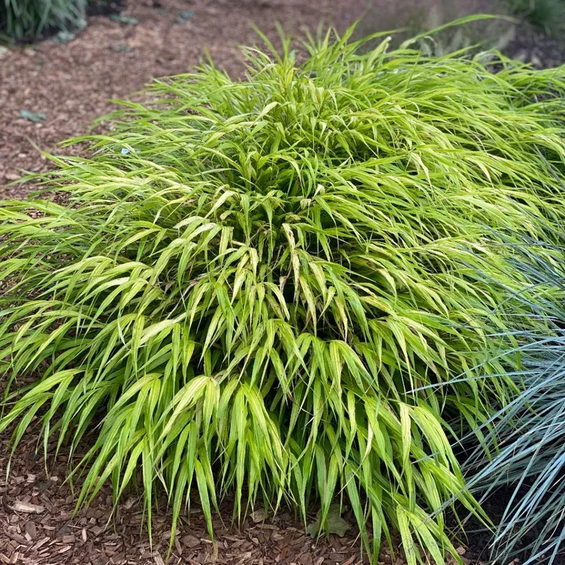 aureola-japanese-forest-grass ‘Aureola’ Japanese Forest Grass