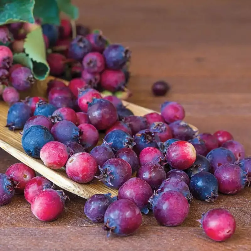 autumn-brilliance-apple-serviceberry Autumn Brilliance Apple Serviceberry