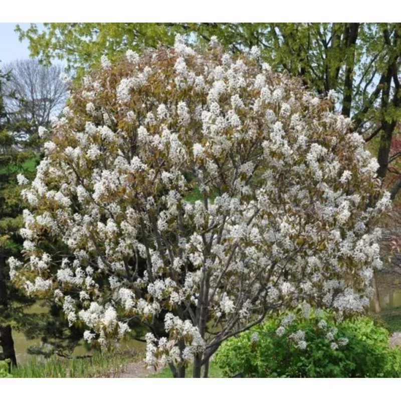 autumn-brilliance-serviceberry ‘Autumn Brilliance’ Serviceberry