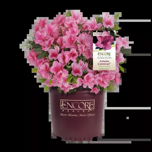 autumn-carnival-encore-azalea Autumn Carnival Encore Azalea