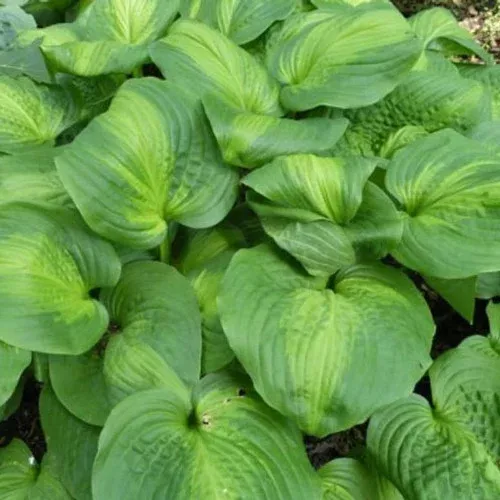 avocado-hosta Avocado Hosta