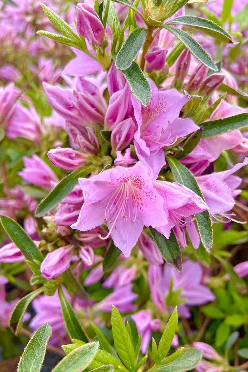 azalea-poukhanense-compact Azalea, Poukhanense Compact