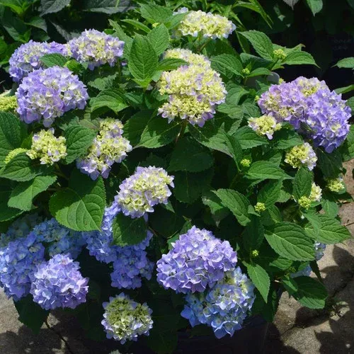 azure-skies-hydrangea Azure Skies™ Hydrangea