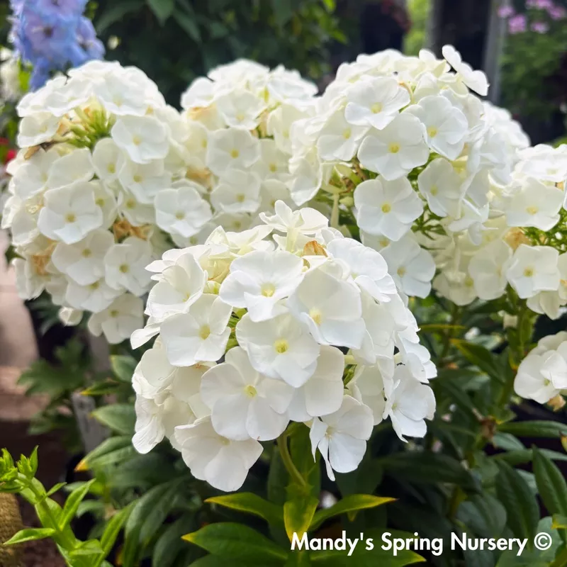 backlight-luminary-tall-garden-phlox-phlox-paniculata ‘Backlight’ Luminary Tall Garden Phlox | Phlox paniculata