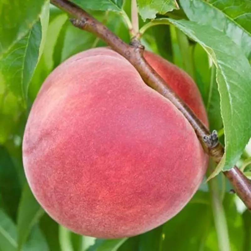 bailey-hardy-peach-prunus-persica ‘Bailey Hardy’ Peach | Prunus persica