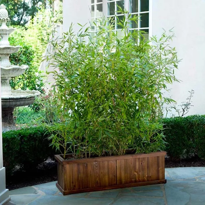 bamboo-hedge-multiplex Bamboo Hedge Multiplex