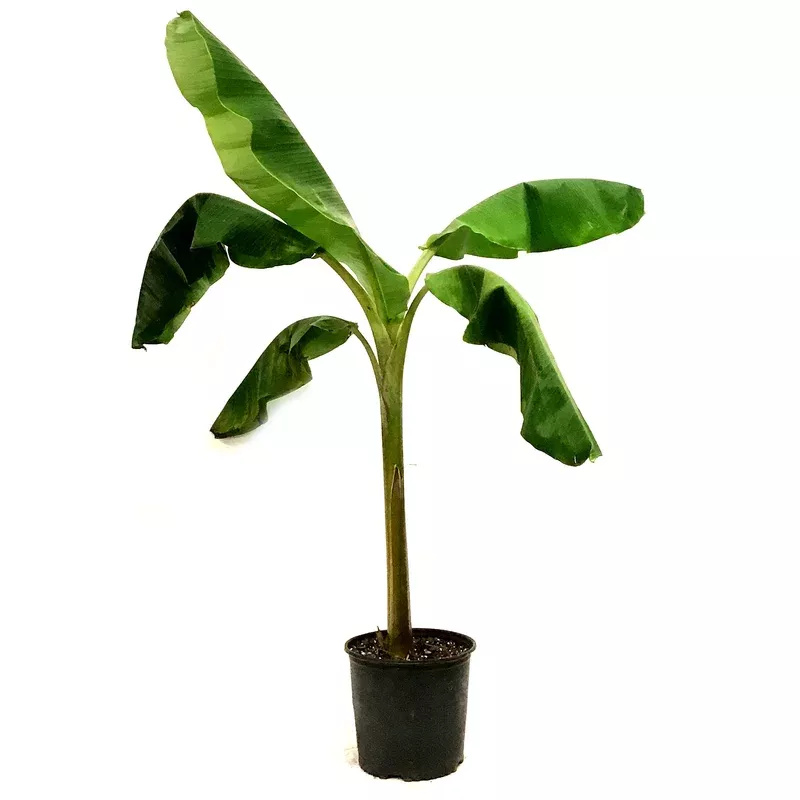 banana-10in-dwarf-orinoco Banana 10in Dwarf Orinoco