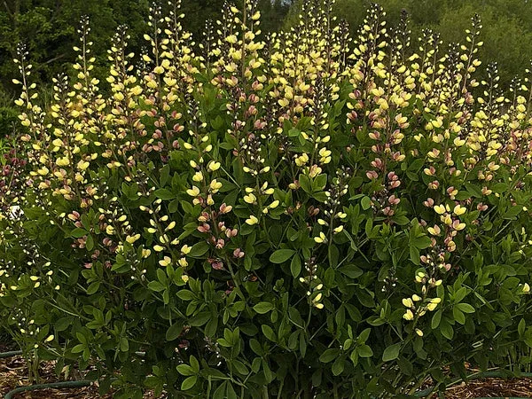 baptisia-pink-lemonade-pp-30-669 Baptisia ‘Pink Lemonade’ PP 30,669