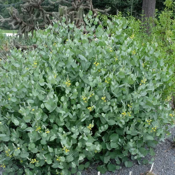 Baptisia x arachnifolia