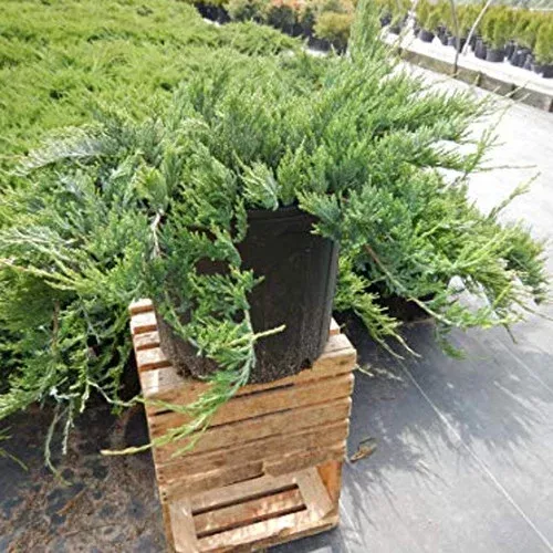 Bar Harbor Creeping Juniper