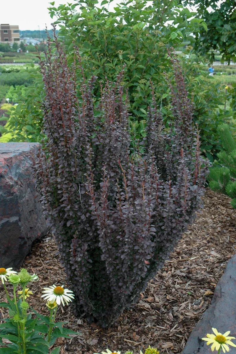 barberry-helmond-pillar Barberry, Helmond Pillar