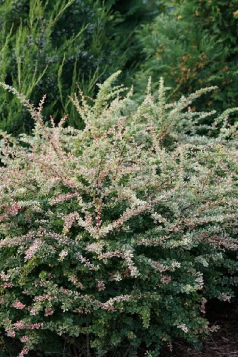 barberry-sunjoy-sequins Barberry, Sunjoy Sequins
