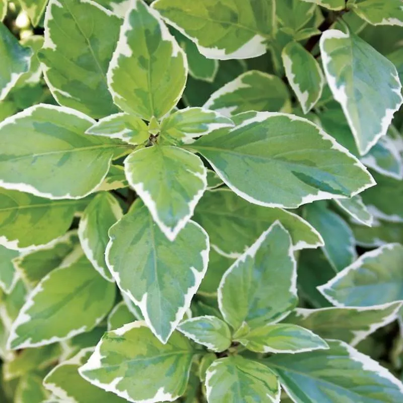 basil-pesto BASIL PESTO