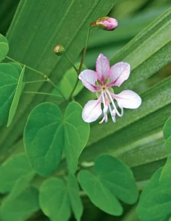 bauhinia-yunnanensis Bauhinia yunnanensis