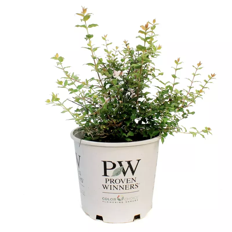 beauty-bush-jolene-2gal BEAUTY BUSH JOLENE 2GAL