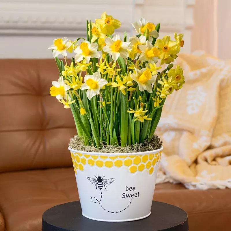 bee-sweet-daffodil-bulb-garden Bee Sweet Daffodil Bulb Garden