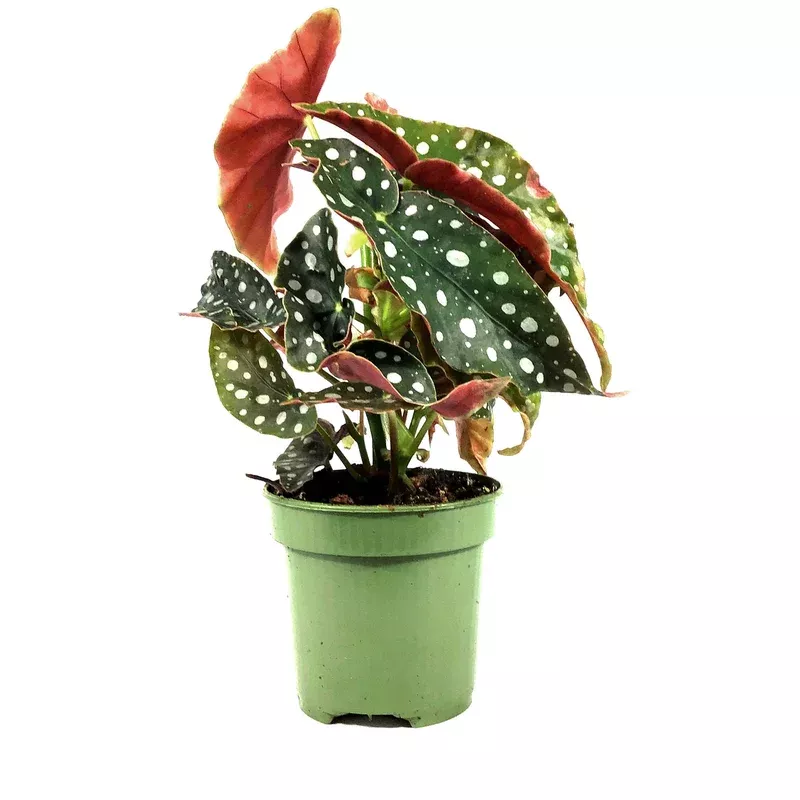 begonia-4in-maculata-polka-dot Begonia 4in Maculata Polka Dot