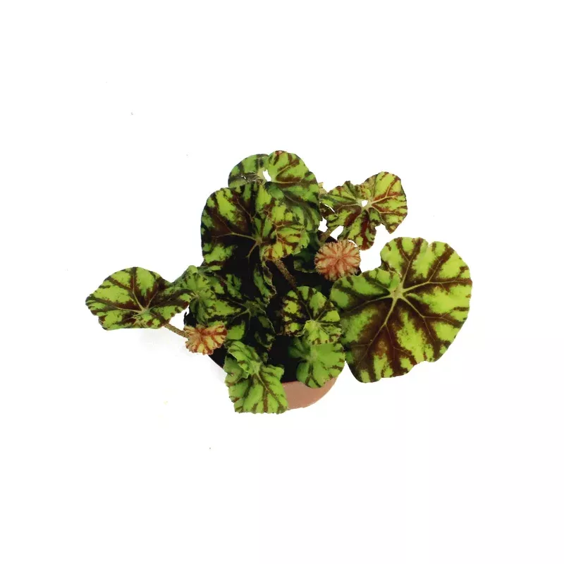 Begonia 4in Rex Mauritius