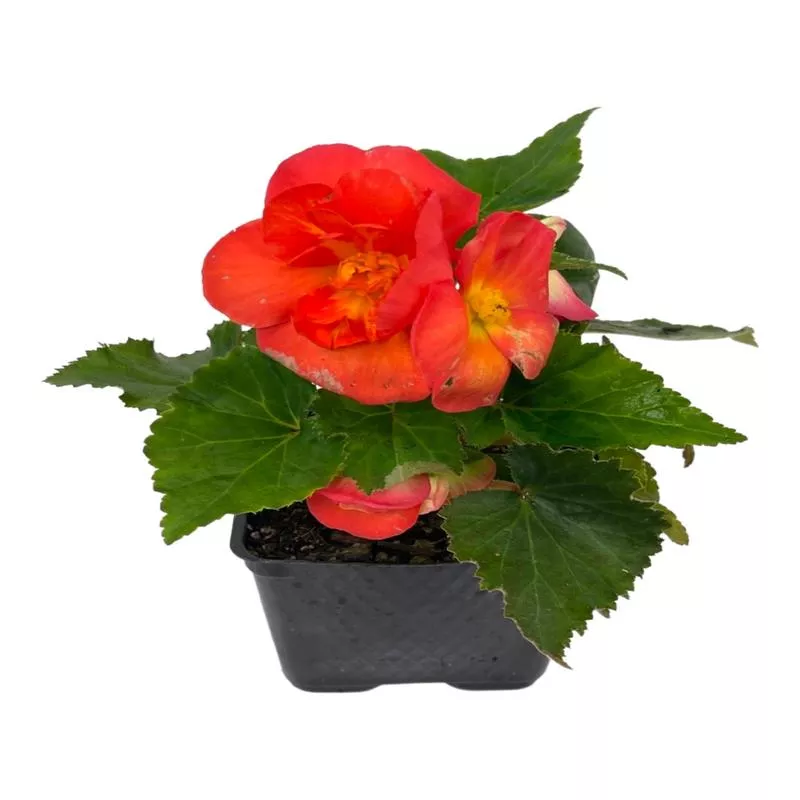 begonia-nonstop-sunset Begonia ‘Nonstop Sunset’