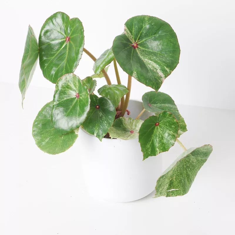 begonia-rouge-variegated Begonia Rouge Variegated