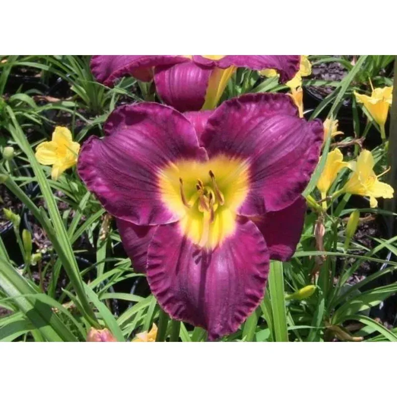 bela-lugosi-daylily ‘Bela Lugosi’ Daylily
