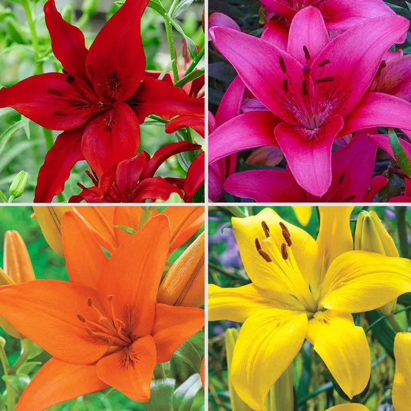 ben-s-asiatic-lily-collection Ben’s Asiatic Lily Collection