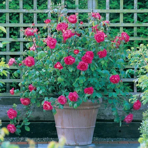 benjamin-britten-english-shrub-rose Benjamin Britten English Shrub Rose