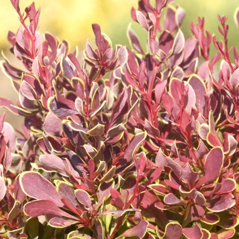 berberis-t-golden-ruby-2 Berberis t Golden Ruby #2