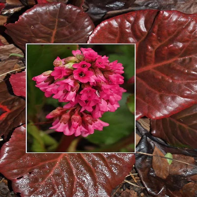 bergenia-bartk BERGENIA ‘BARTK’