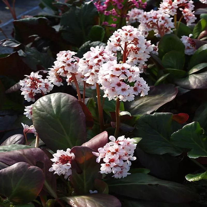 BERGENIA ‘BEETHOVEN’