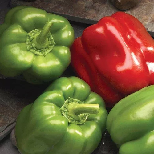 better-belle-pepper Better Belle Pepper