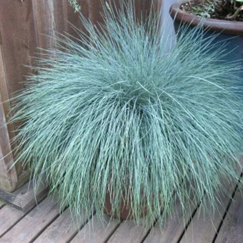 Beyond Blue Fescue Grass