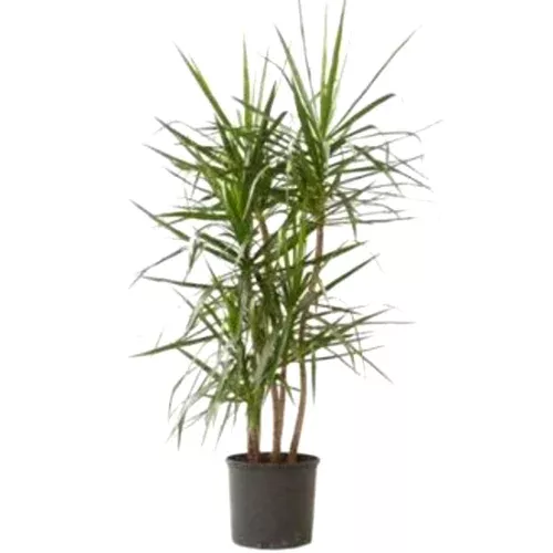 bicolor-dracaena Bicolor Dracaena