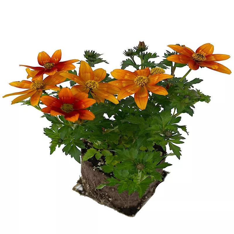 bidens-bidyboom-bonfire Bidens ‘Bidyboom Bonfire’