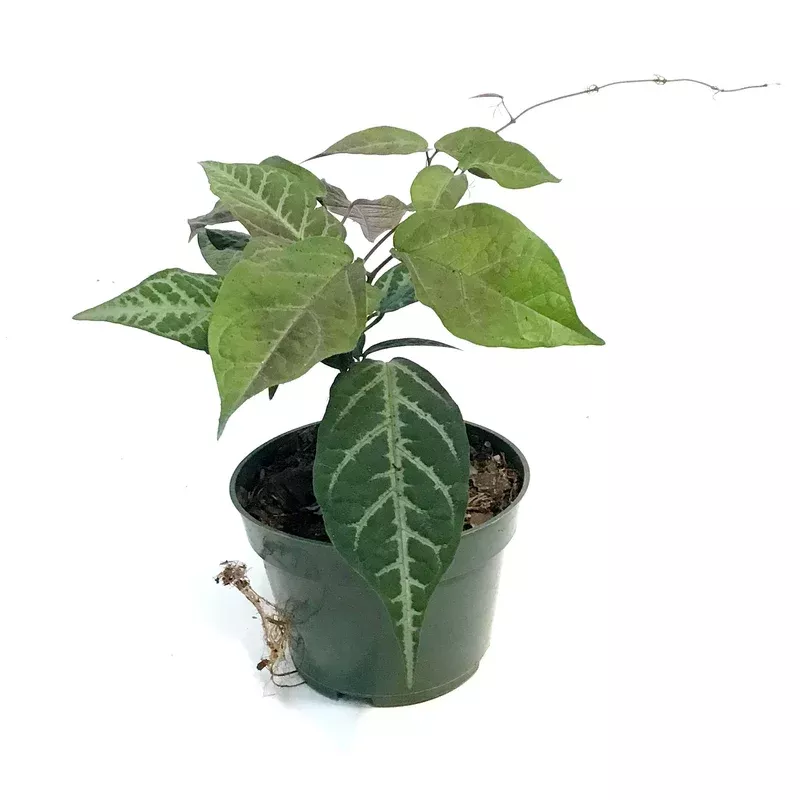 bignonia-4in-argyro-violacea Bignonia 4in Argyro Violacea