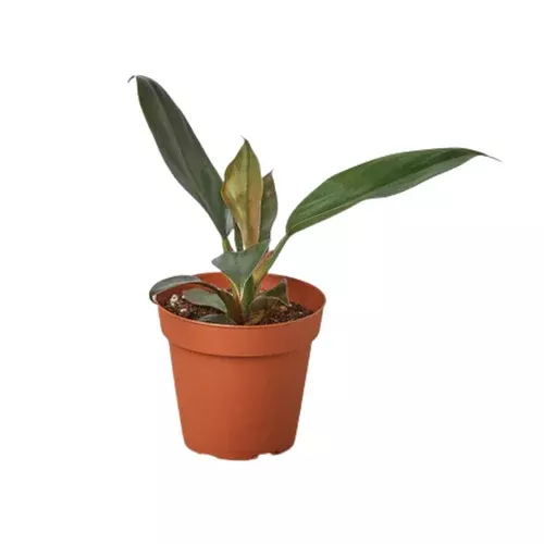 black-cardinal-philodendron Black Cardinal Philodendron