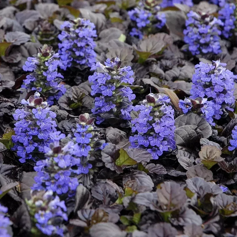 black-scallop-bugleweed Black Scallop Bugleweed