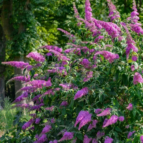 blaze-pink-butterfly-bush Blaze Pink Butterfly Bush