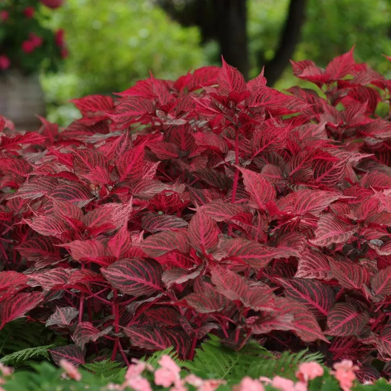 blazin-rose-blood-leaf-iresine ‘Blazin’ Rose’ Blood Leaf (Iresine)