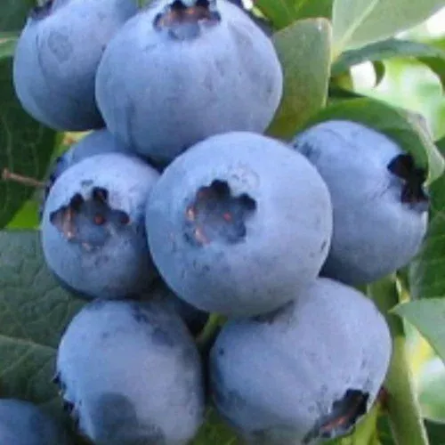 bless-your-heart-blueberry Bless Your Heart Blueberry