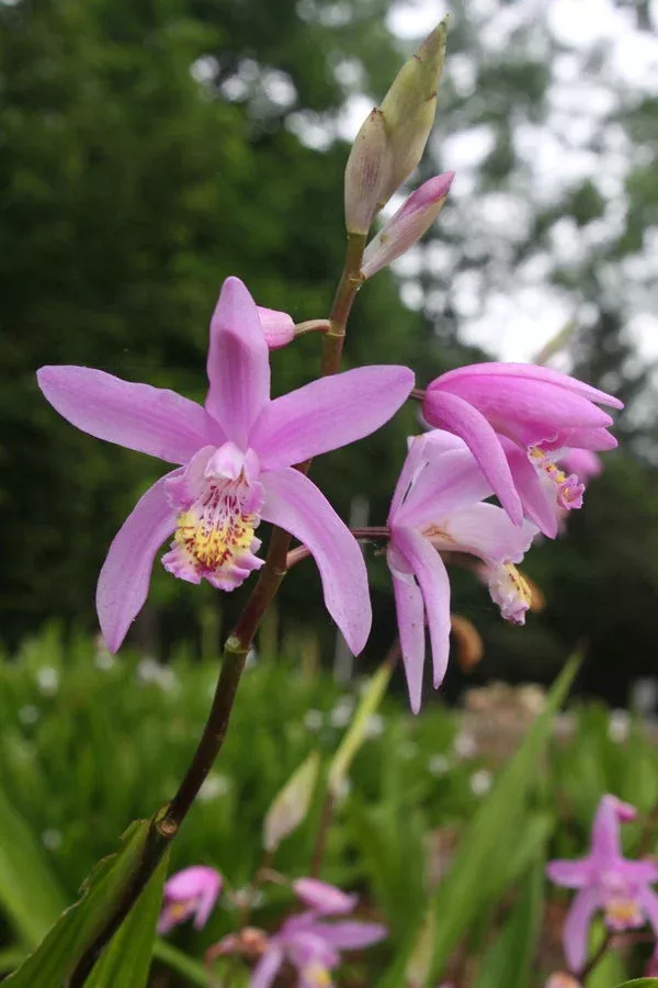 bletilla-brigantes Bletilla ‘Brigantes’