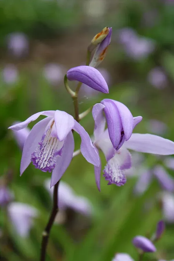 bletilla-striata-soryu Bletilla striata ‘Soryu’
