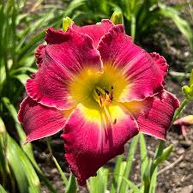blood-sweat-tears-daylily ‘Blood Sweat & Tears’ Daylily