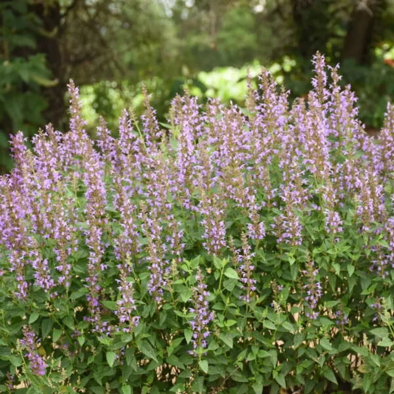 blue-bayou-hummingbird-mint-agastache ‘Blue Bayou’ Hummingbird Mint (Agastache)